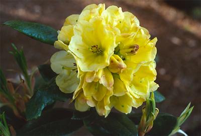 Copyright 2001 Downs' Rhododendrons