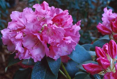Copyright 2001 Downs' Rhododendrons