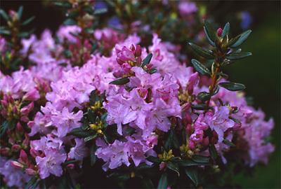 Copyright 2001 Downs' Rhododendrons
