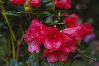 Copyright 2001 Downs' Rhododendrons