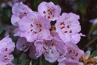 Copyright 2001 Downs' Rhododendrons