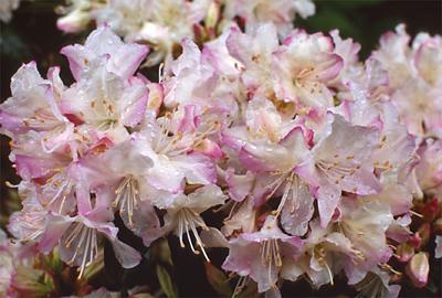 Copyright 2001 Downs' Rhododendrons