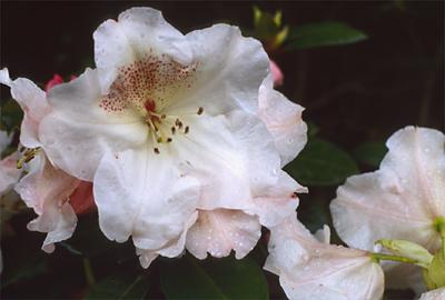 Copyright 2001 Downs' Rhododendrons