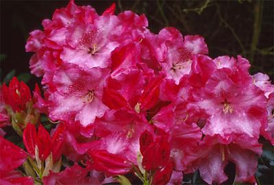 Copyright 2001 Downs' Rhododendrons