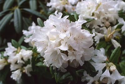 Copyright 2001 Downs' Rhododendrons