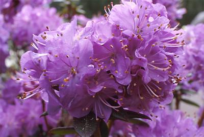 Copyright 2001 Downs' Rhododendrons