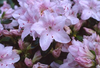 Copyright 2001 Downs' Rhododendrons