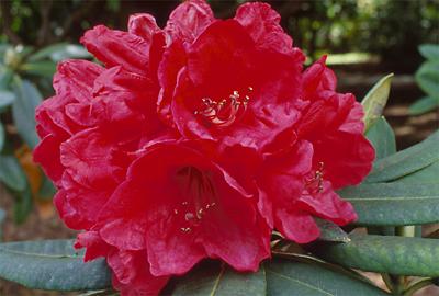 Copyright 2001 Downs' Rhododendrons