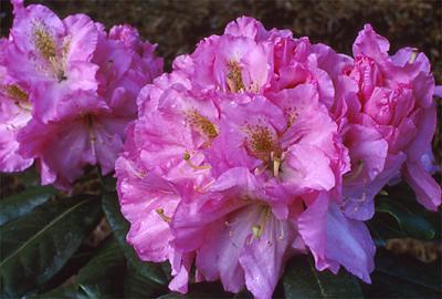 Copyright 2001 Downs' Rhododendrons