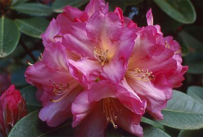 Copyright 2001 Downs' Rhododendrons