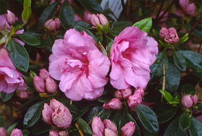 Copyright 2001 Downs' Rhododendrons