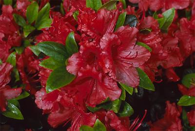 Copyright 2001 Downs' Rhododendrons