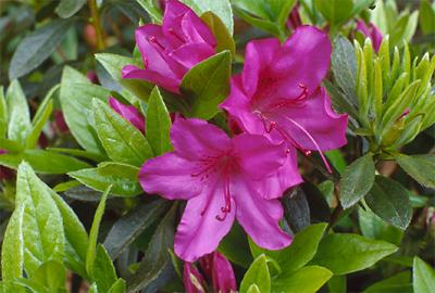 Copyright 2001 Downs' Rhododendrons