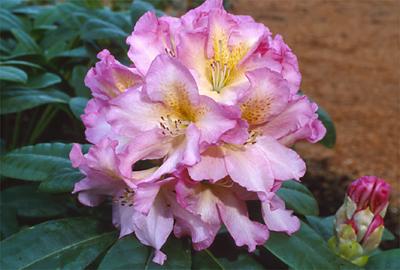 Copyright 2001 Downs' Rhododendrons