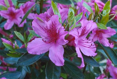 Copyright 2001 Downs' Rhododendrons