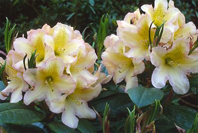 Copyright 2001 Downs' Rhododendrons