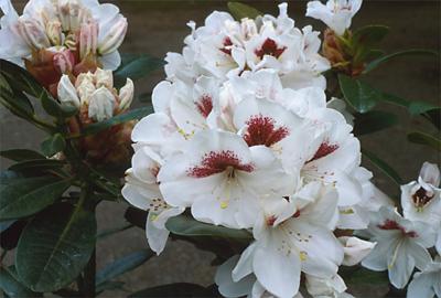 Copyright 2001 Downs' Rhododendrons
