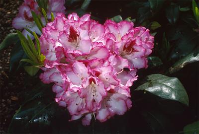 Copyright 2001 Downs' Rhododendrons
