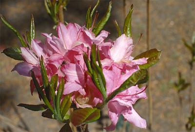 Copyright 2001 Downs' Rhododendrons