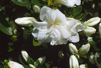 Copyright 2001 Downs' Rhododendrons
