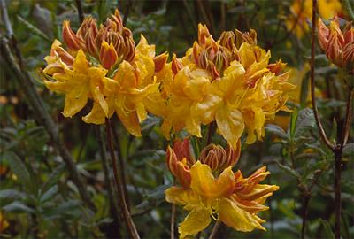 Copyright 2001 Downs' Rhododendrons