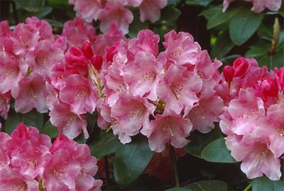 Copyright 2001 Downs' Rhododendrons