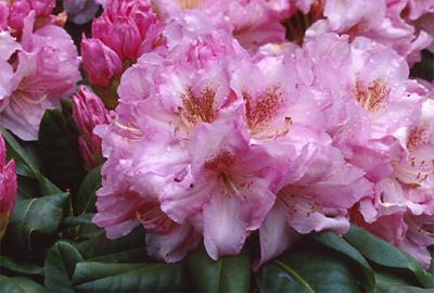 Copyright 2001 Downs' Rhododendrons