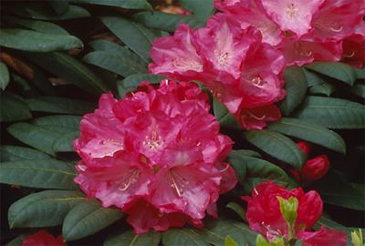 Copyright 2001 Downs' Rhododendrons