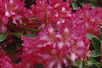 Copyright 2001 Downs' Rhododendrons