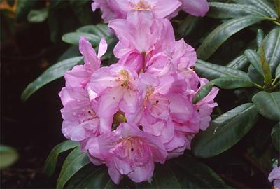 Copyright 2001 Downs' Rhododendrons