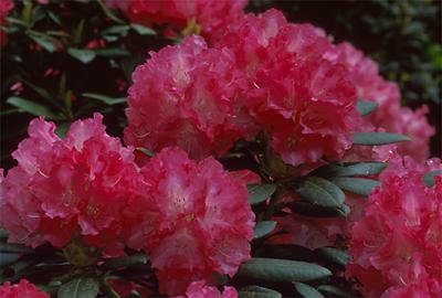 Copyright 2001 Downs' Rhododendrons
