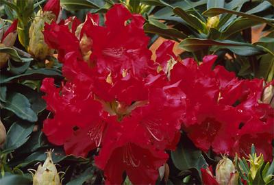 Copyright 2001 Downs' Rhododendrons