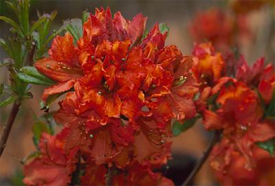 Copyright 2001 Downs' Rhododendrons