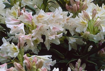 Copyright 2001 Downs' Rhododendrons