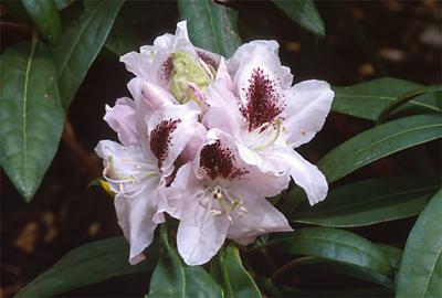 Copyright 2001 Downs' Rhododendrons