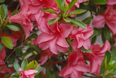 Copyright 2001 Downs' Rhododendrons