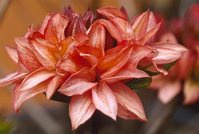 Copyright 2001 Downs' Rhododendrons