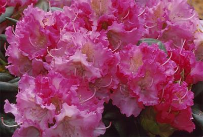 Copyright 2001 Downs' Rhododendrons