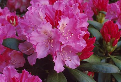 Copyright 2001 Downs' Rhododendrons