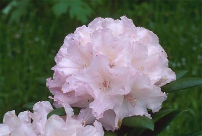 Copyright 2001 Downs' Rhododendrons