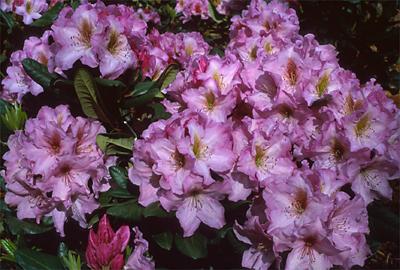 Copyright 2001 Downs' Rhododendrons