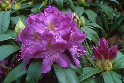 Copyright 2001 Downs' Rhododendrons