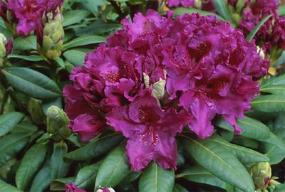 Copyright 2001 Downs' Rhododendrons