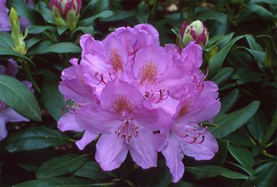 Copyright 2001 Downs' Rhododendrons