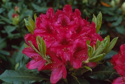 Copyright 2001 Downs' Rhododendrons