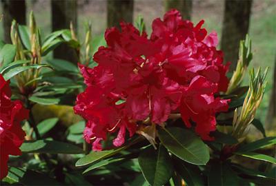 Copyright 2001 Downs' Rhododendrons