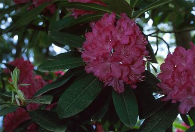 Copyright 2001 Downs' Rhododendrons