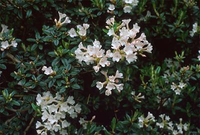 Copyright 2001 Downs' Rhododendrons