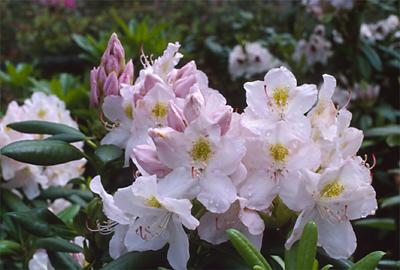 Copyright 2001 Downs' Rhododendrons
