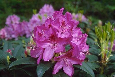 Copyright 2001 Downs' Rhododendrons